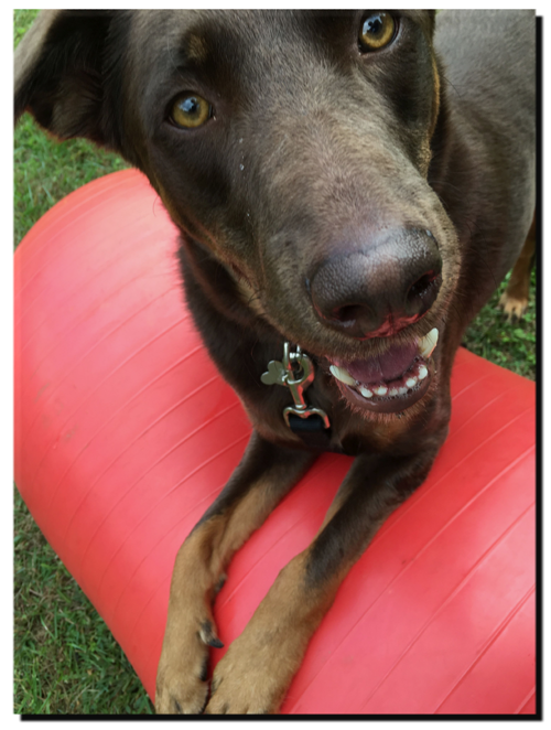 Hank playing some games