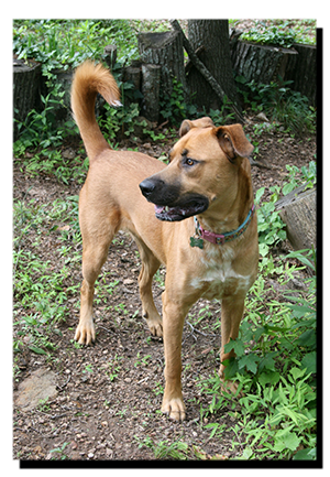 Joanie in the back yard