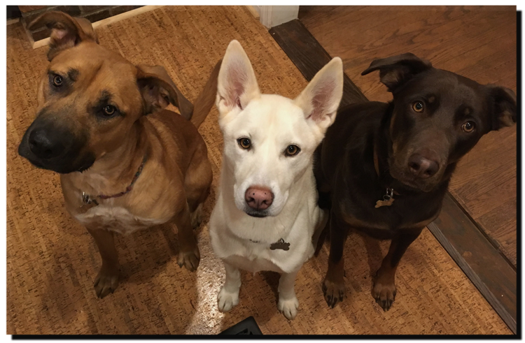 Joanie, Dezra and Hank in the kitchen