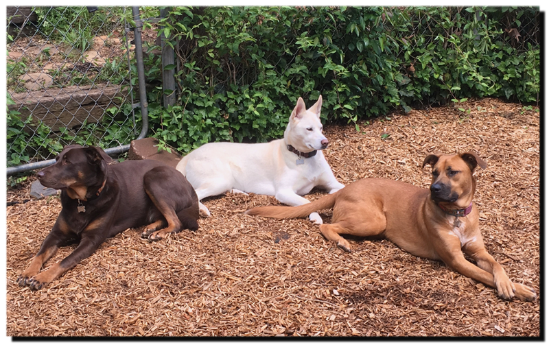 Hank, Dezra and Joanie, relaxing in the backyard